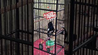 Download lagu Kacer isian gereja #kacer #kacergacorfullisianmewah mp3 Download lagu Kacer isian gereja #kacer #kacergacorfullisianmewah mp3