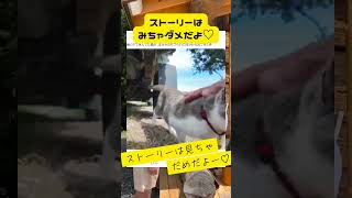動画サムネイル
