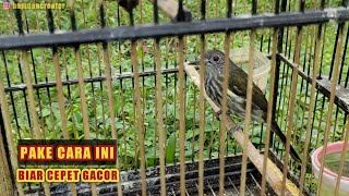 Download lagu CARA PERAWATAN HARIAN BURUNG CUCAK RAWIS / BAYEMAN UNTUK PEMULA mp3 Download lagu CARA PERAWATAN HARIAN BURUNG CUCAK RAWIS / BAYEMAN UNTUK PEMULA mp3