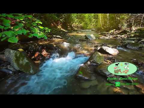 [O MELHOR] Canto Para Treinamento De Canário Da Terra Para Encarte Sons Natureza Com Flauta Peruana