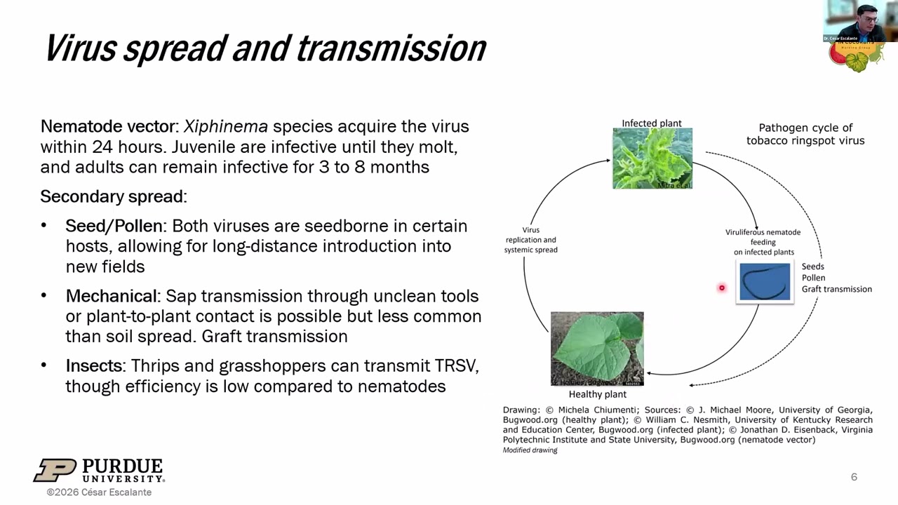 Tobacco ringspot virus (TRSV) and tomato ringspot virus (ToRSV), EVCWG (2026)