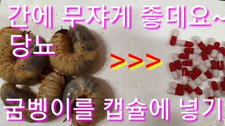 간암에 무지 좋다는 굼벵이를 가루로 만들어 캡슐에 넣었습니다 건강보조식품 간경화 당뇨 인슐린분비촉진 혈당감소…