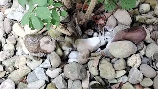 Watch video: Found Two Yellow Jacket Nests at this Home in Iselin, NJ