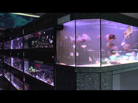 Poisson d'Or 2014 Zoetwaterafdeling HD