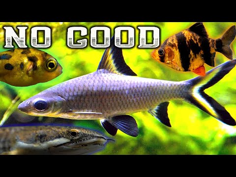 7 Terrible Fish for your Community Aquarium