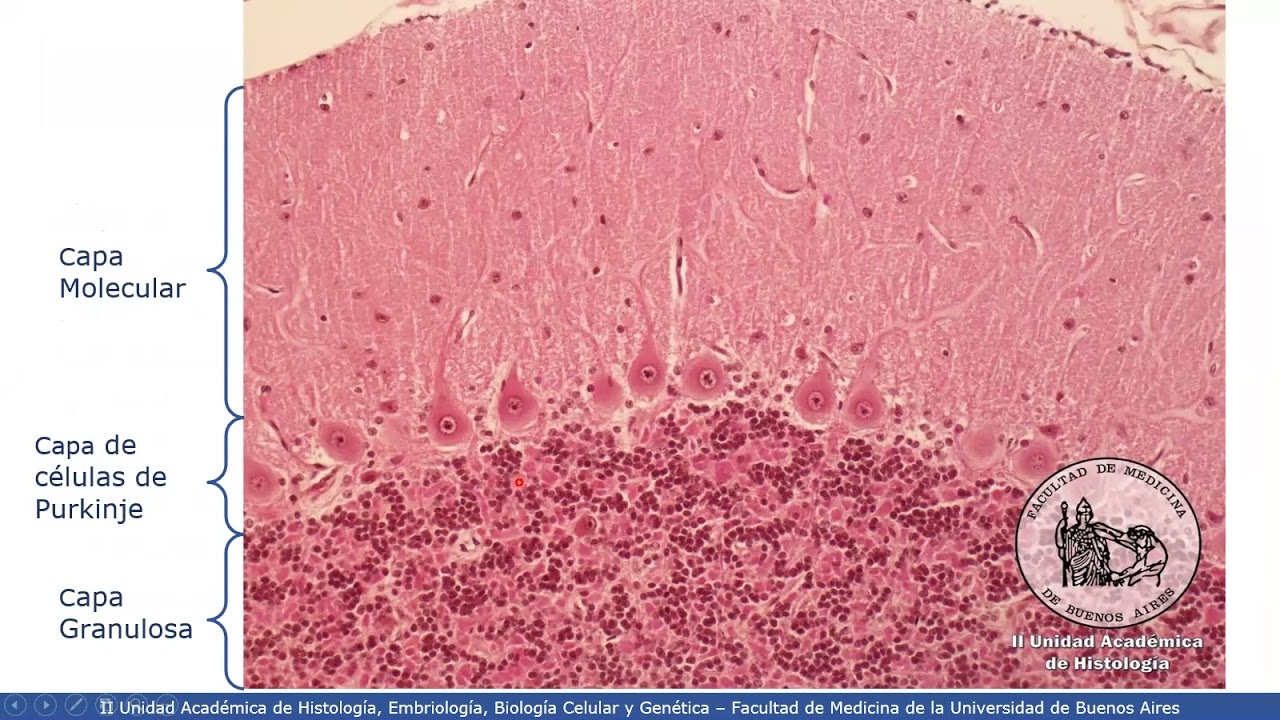 VIDEHISTO #27 | Sistema nervioso - Cerebelo y tronco encefálico