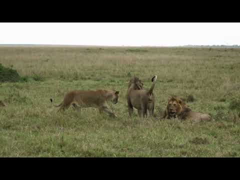 Lioness introduces young cubs to the dominant males, Masai Mara, Kenya