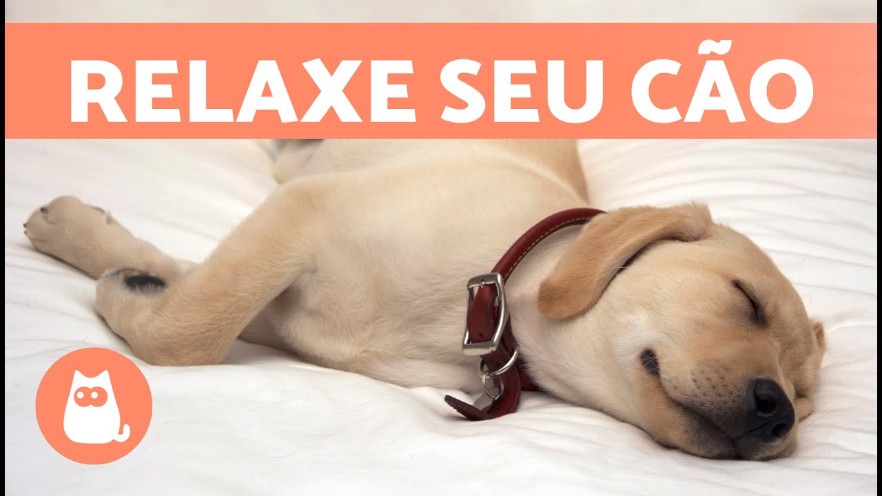 MÚSICA para CÃES com ANSIEDADE 🐶🎶 Relaxe seu cachorro Nervoso ou Inquieto! ✅