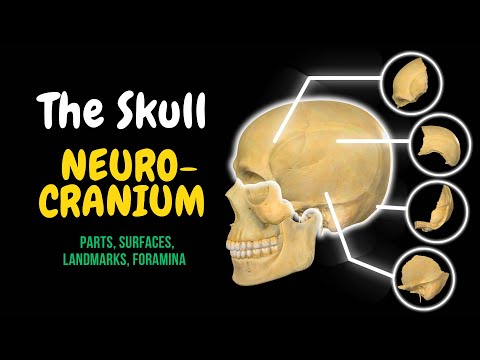 Skull Bones: Neurocranium (Frontal, Parietal, Temporal, Occipital, Sphenoid, Ethmoid)