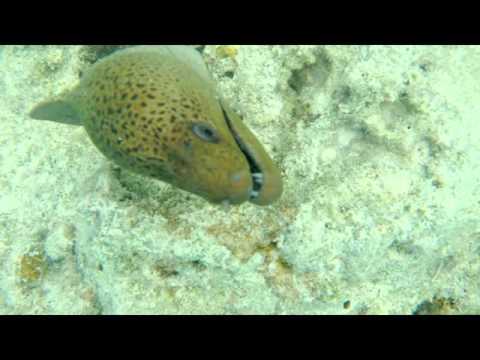 Moray Eel Maldives 2016 strange sound they make when angry