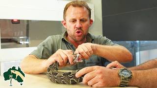 Download lagu WEIRDEST Exotic Snakes Getting Health Checks! | Venom Diaries mp3