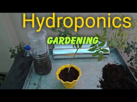 How to grow Plant in Hydroponics Technique Part 1 पौधे को हाइड्रोपोनिक तकनीक से कैसे उगाये Video