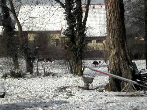 2012 02 09 Eros Elodie Carus.AVI