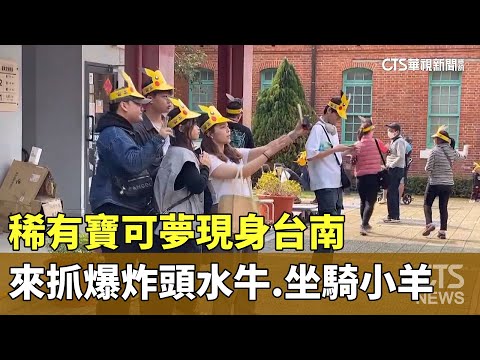 來抓「爆炸頭水牛.坐騎小羊」　稀有寶可夢現身台南