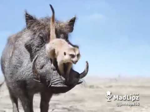 El zamboangaño masaw🤣🤣🤣