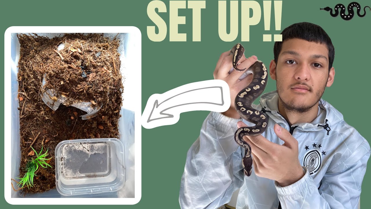 How To: Budget Friendly Ball Python Enclosure (Best For When In A Pinch!)
