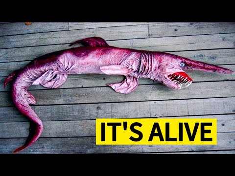 10 Real Animals That Look Like Aliens