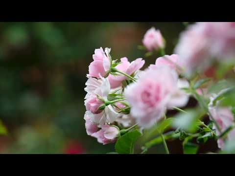 Rosenschnitt im Frühjahr