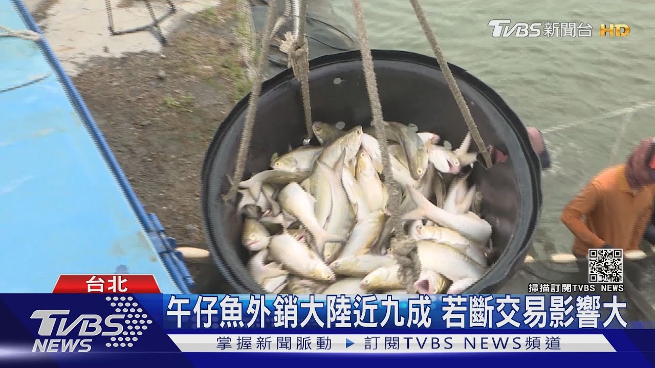 午仔魚外銷大陸近九成　漁民憂心「鳳梨事件」影響出口