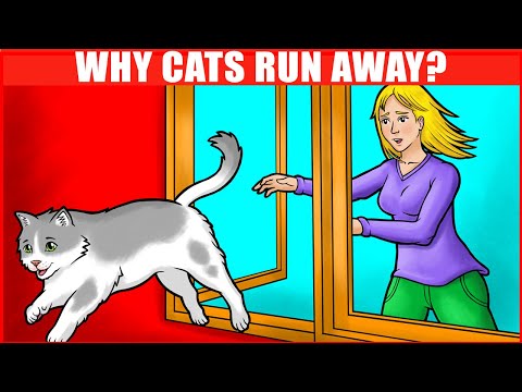 YouTube video about: Why do cats run away from home?
