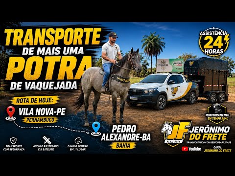 Rota PE  haras vila nova direto para pedro alexandre ➜ BA | Transporte de Potra