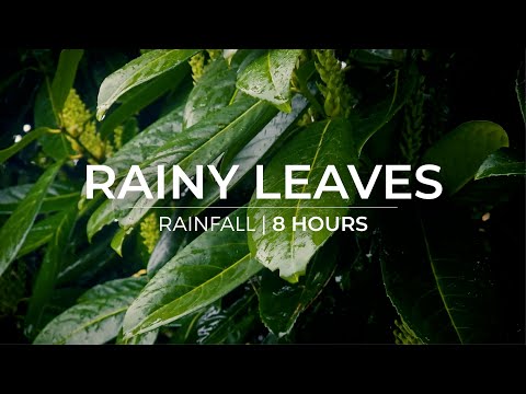 Rainy Leaves | 8 Hours of rain falling on leaves | Relaxation Meditation Fall asleep fast