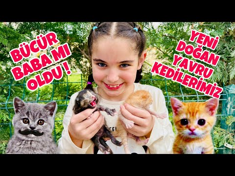 BÜCÜRÜN ARKADAŞI KARAMELİN BEBEKLERİ OLDU !! YAVRU KEDİLERE GİTTİK !!