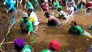 preview picture of video 'Acara nirok nanggok di desa kembiri'