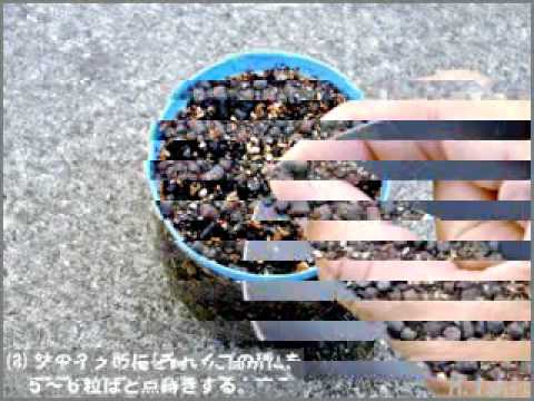 チャイブの種まき: 最良のヒント 植物