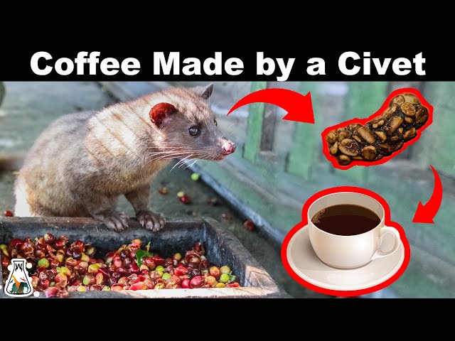 Videouttalande av kopi luwak Engelska