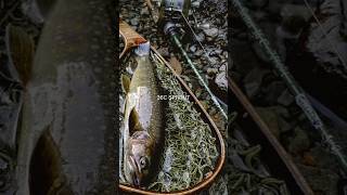 SPROUT.#riverfishing #troutfishing #adventure #カメラ
