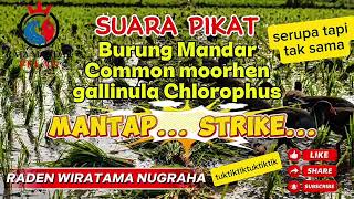 Download lagu RADEN WIRATAMA NUGRAHA _Suara Pikat burung mandar _Common moorhen_Gallinula Chloropus  mp3