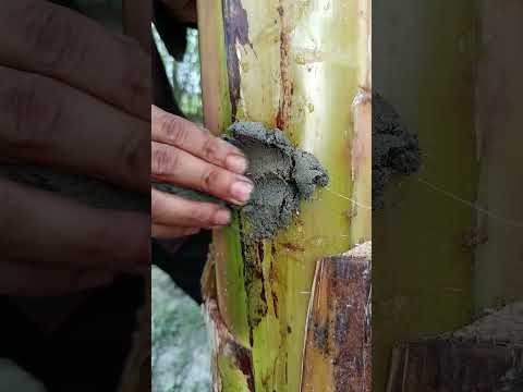 Making a corn plant from inside a banana tree🌴🌽 #camping #survival #skills @SamiulSkills
