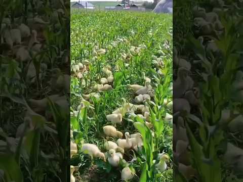 How Chinese Duck Farmers Make Millions! 🦆💰