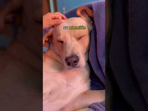 Mensaje para el novio de la 👩🏻 #perroshermosos #perros #mascotas #perritos #dog #foryou #parati