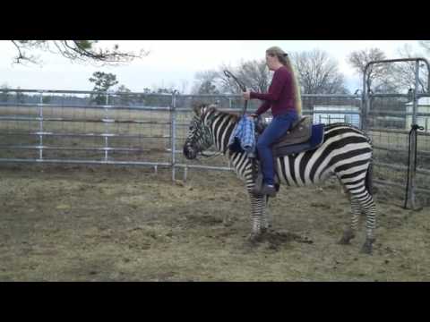 Riding Newman the Zebra