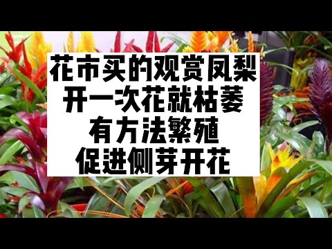 擎天鳳梨