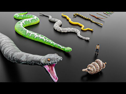 Big Snake Size Comparison #animation #animals