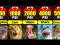 Most Powerful Bites In Animal Kingdom | Comparison