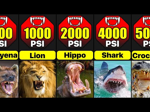 Animals with Strongest Bite Force | Most Powerful Bites In Animal Kingdom | Biteforce Comparison
