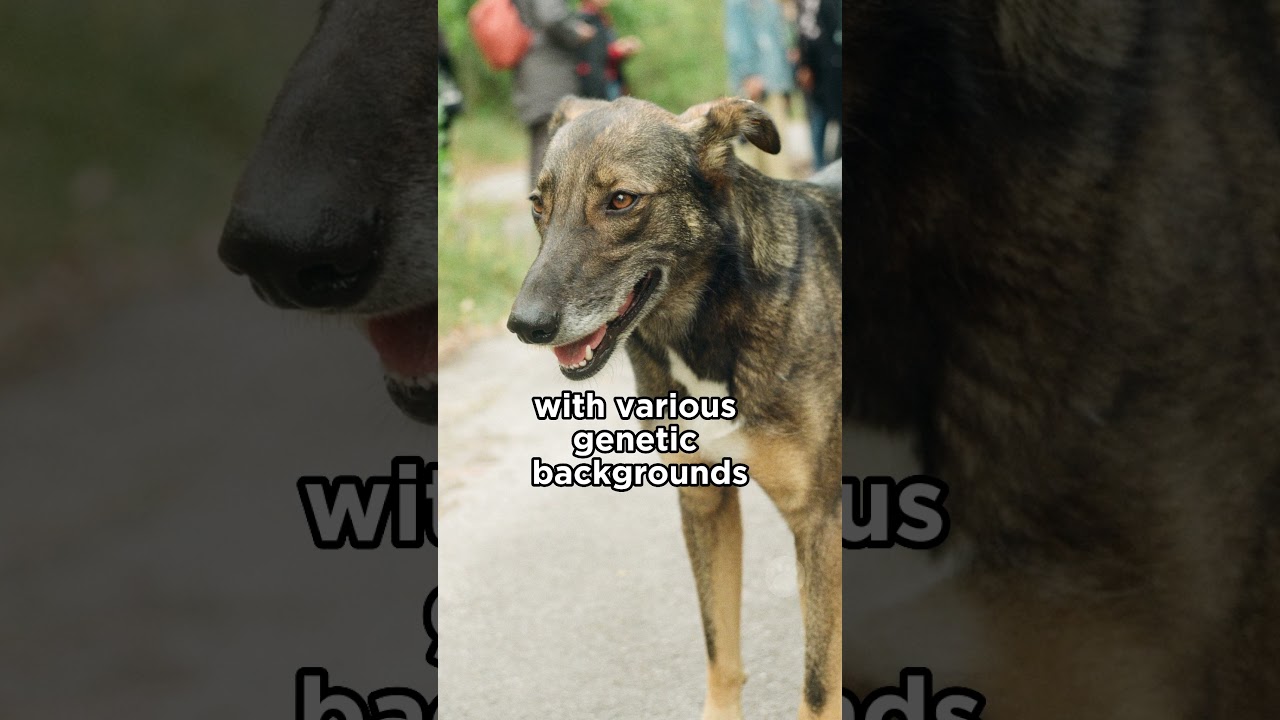 Have you heard about the Singapore Special? #dogs