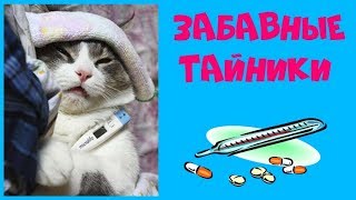 Коты у ветеринара: топ-20 забавных тайников, которые нашли котики в кабинете у врача