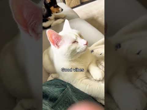 面白いかわいいカオマネ猫 #khaomanee #cat #bombaycat