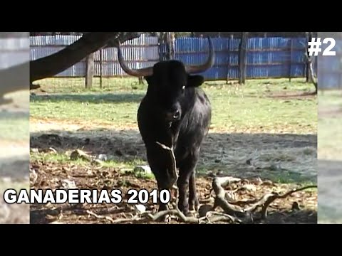 Ganaderias de Toros Bravos 2010 Celador Zurdo, Montalvo y Toros Taru, Parte 2