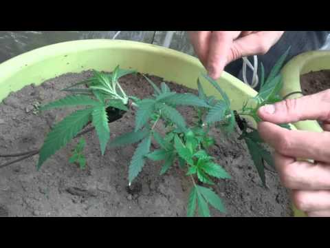 How to trim a cannabis plant | Low Stress Training
