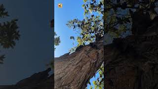 Pigeon Sounds (The Whirring Wings of Pigeons in Flight)