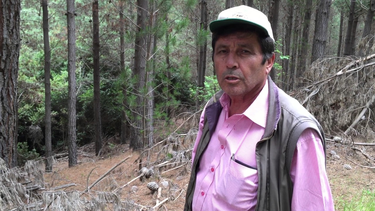 Valor de hectárea de Pino