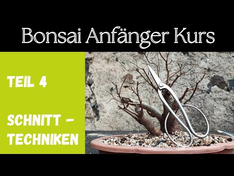 , title : 'Bonsai Schnitttechniken'