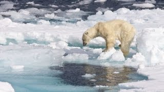 Arctic Sea Ice Levels Hit Record Low thumbnail