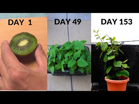Grow kiwi from seeds.  from DAY 1 to DAY 153